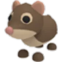 Shrew