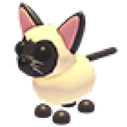 Siamese Cat