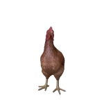 Brown Chicken