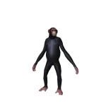 Epic Monkey