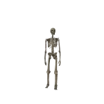 Skeleton