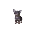Mini Chihuahua Puppy