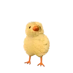 Baby Mini Chicken