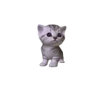 Mini Kitten