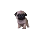 Mini Pug