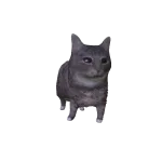 Oiia Cat