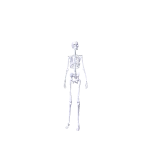 Sentinel_Avatar_23_Skeleton(1)