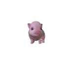Mini Pig