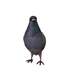 Realistic Pigeon