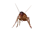 cockroach small