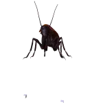 roach small