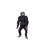 Chimpanzee
