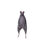 Rat