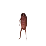 Roach