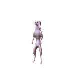 Borzoi