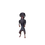 Dachshund