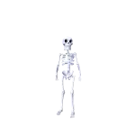 White Skeleton