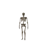 adidas Halloween Skeleton