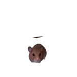 The Hamster