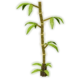 Bamboo Tree