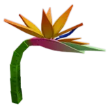 Birds of Paradise