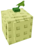 Cantaloupe