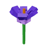 Crocus