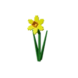 Daffodil