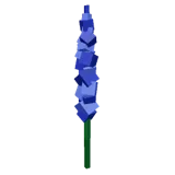 Delphinium