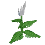 Peace Lily