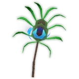 Peacock Tail