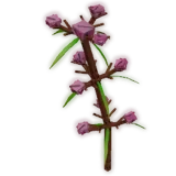 Speargrass