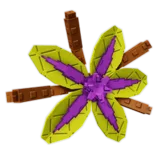 Suncrest Orchid