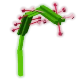 Sundew