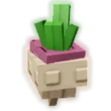 Turnip