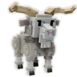 Angora Goat