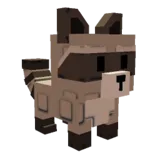 Raccoon