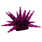 Sea Urchin