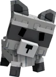 Raccoon