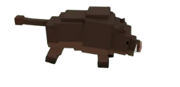 Boar