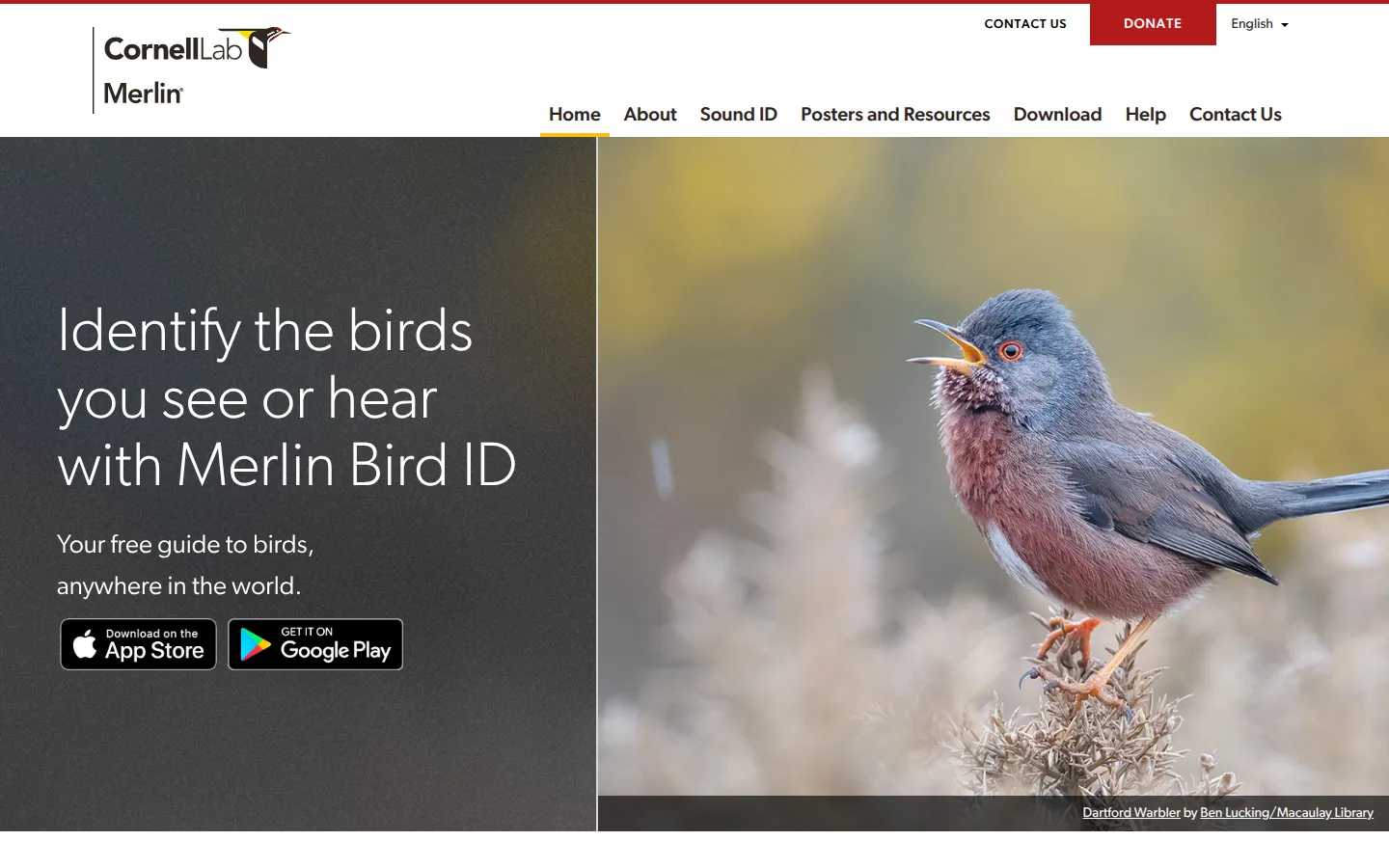 Главная страница сервиса Merlin Bird ID