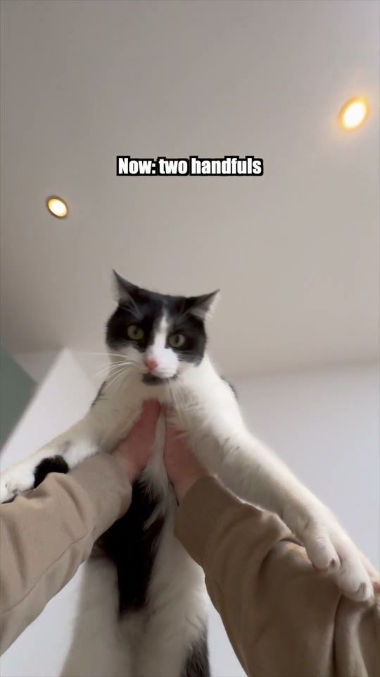 Шортс с официального канала YouTube: кота поднимают на руках, подпись Now: two handfuls