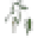 Логотип VSDC