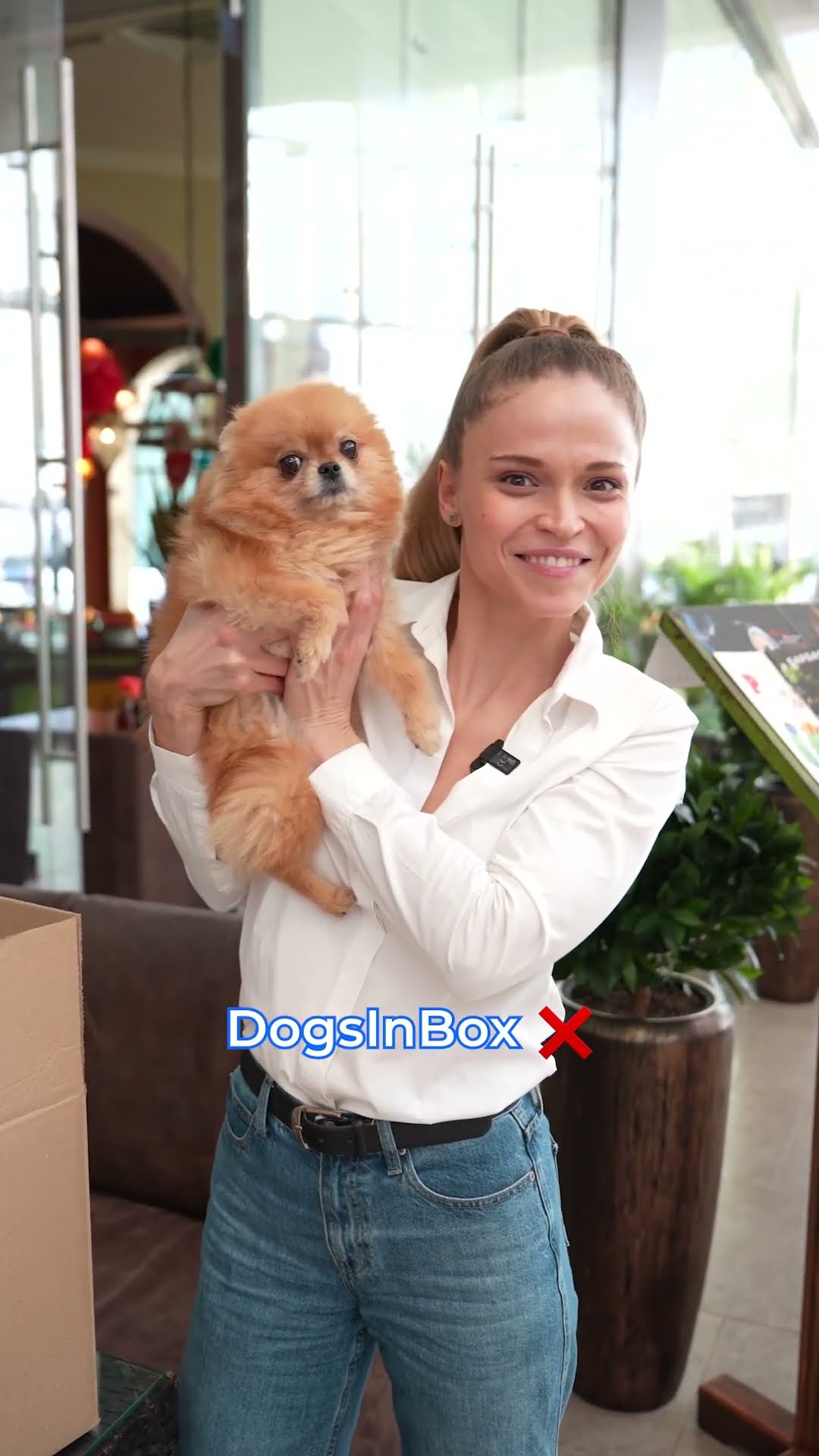 DogsInBox, который требует внимания? Или DocsInBox, который автоматизирует бухгалтерию?