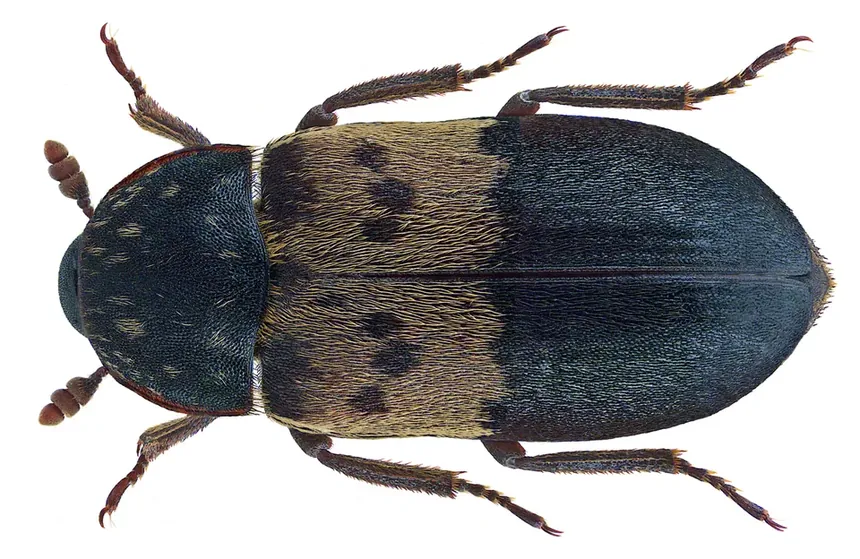Ветчинный кожеед